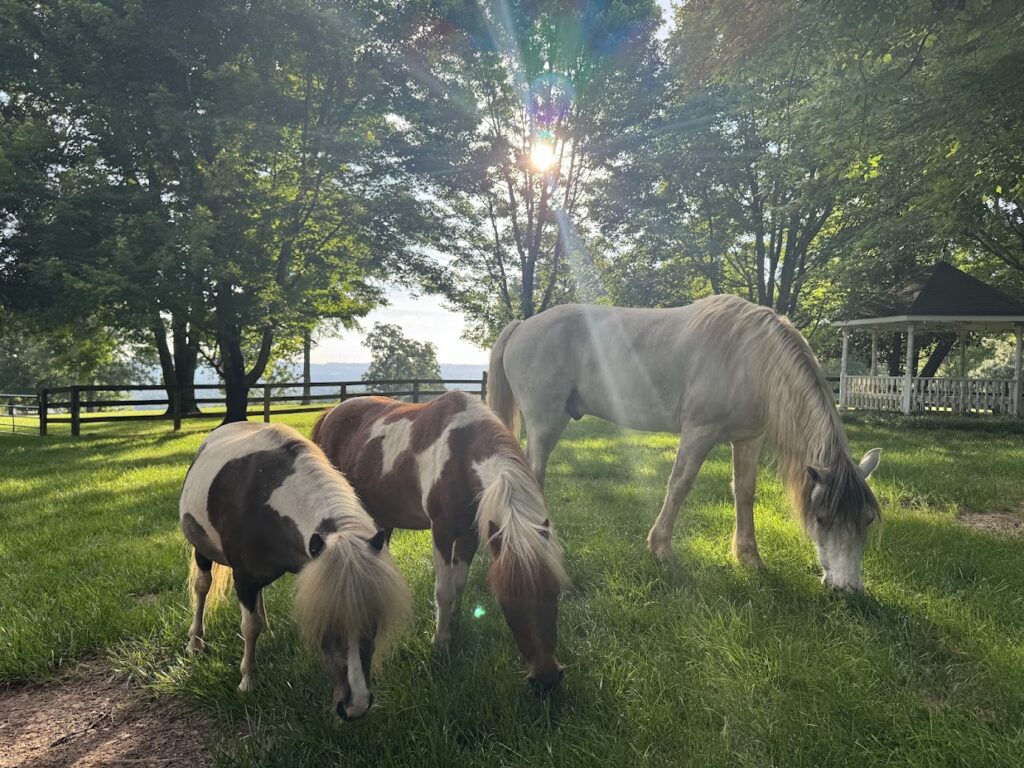 Two miniature horses and a white horse grazing at sunrise on the Worley farm in Northwest Arkansas